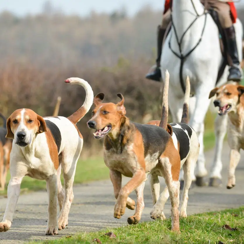 Approche par compétences AEMOA : élève praticien en ostéopathie animale évalué sur animal vivant